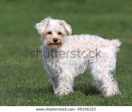 Cute white dog with short stubby tail