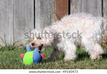 Cute white dog fetches colorful green and blue stuffed toy
