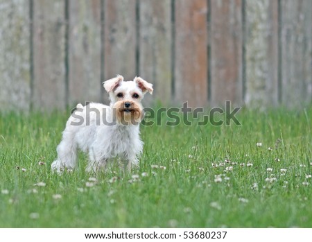 Cute white lap dog standing alert in green backyard