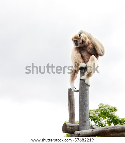 Gibbon sitting on post scratching head and looking thoughtful