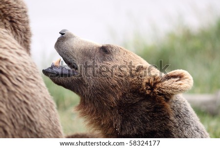 Close up of brown bear's head as seen from the side with mouth open and nose in air