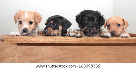 Four alert  terrier puppies, one with a pink tongue sticking out.