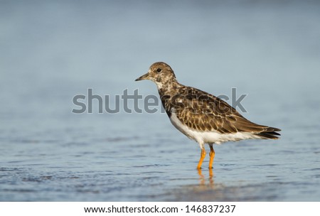 Turnstone Wading in Water - Photographed on Hilbre Island in Liverpool