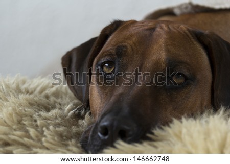 Relaxing dog on a sheepskin