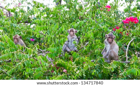 Monkey eat fruit in the forest.