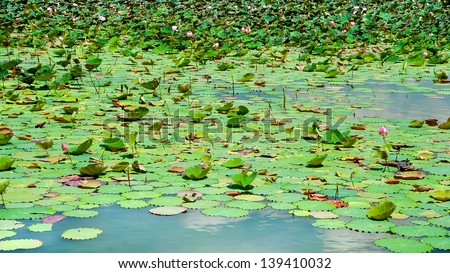 Lotus pond with lotus leaf green.
