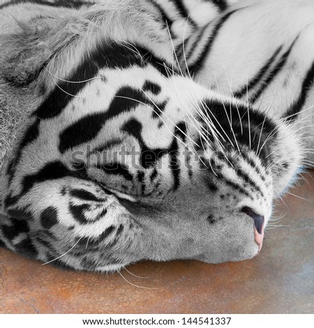 Tigers sleep.