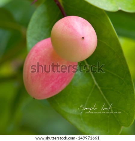 Super fruit (Carissa carandas Linn.)
