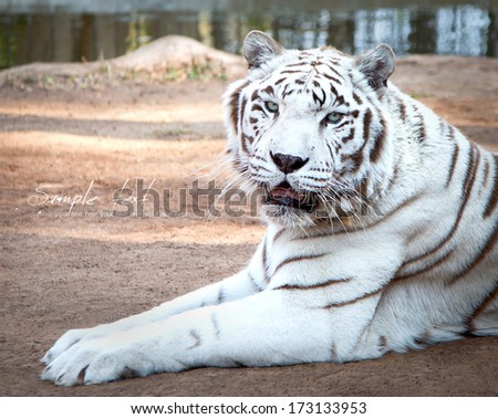 Face to face with white bengal tiger