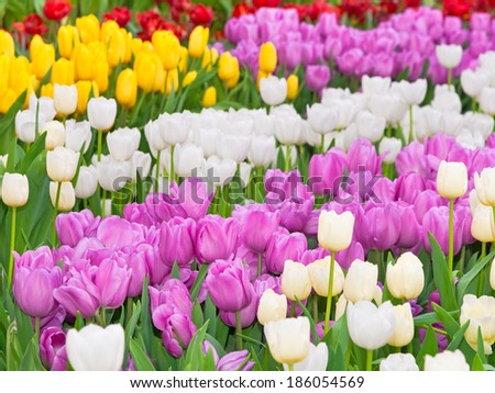 Multi coloured tulips and daffodils on nature background