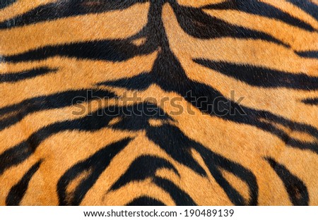 texture of tiger skin