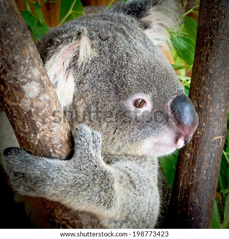 koala bear in forest zoo