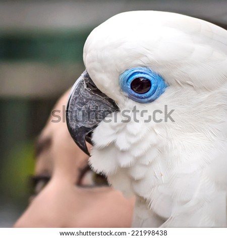 Blue eye White parrot on top of a head