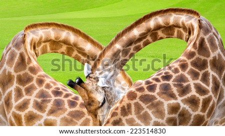 Two giraffes standing stacked heart shape beautiful.