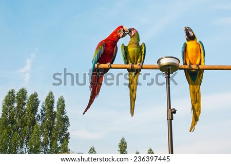 Three parrots catch on wood to show love for each other.