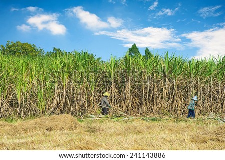 Farmers cutting Sugar Cane to be processed.