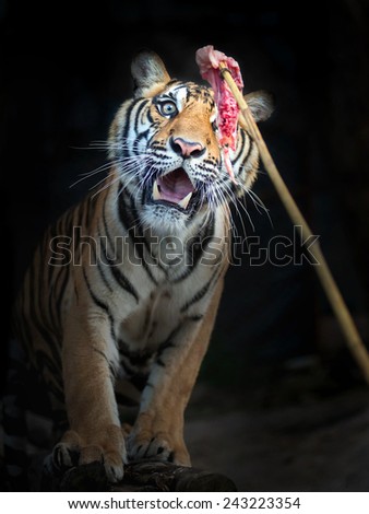 Feeding the tiger