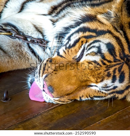 Tiger daytime sleep