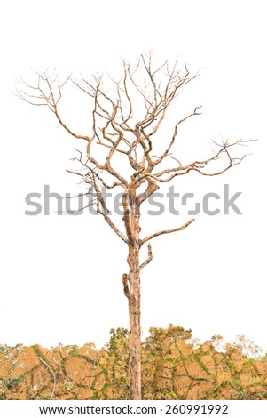 Double Exposure photo, Single old and dead tree with white background and green trees.