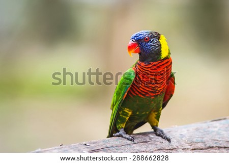 Parrot couple with red beak