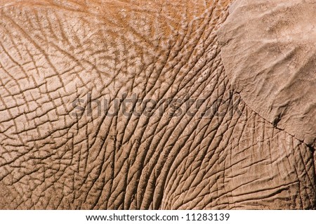 Elephant skin detail.