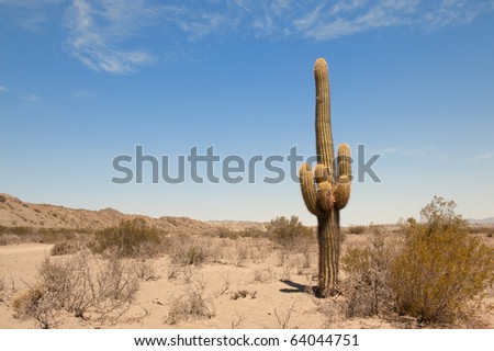 cactus in a desert landscape, northern argentina.