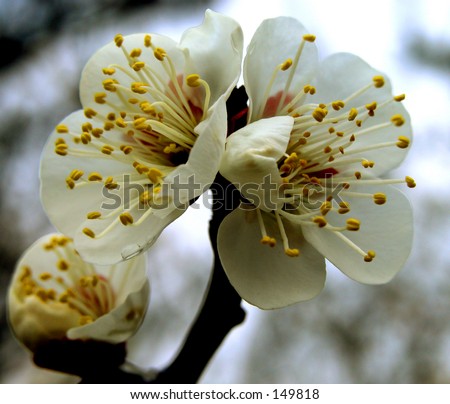 Plum flowers are the first flowers which appear in the Japanese spring.