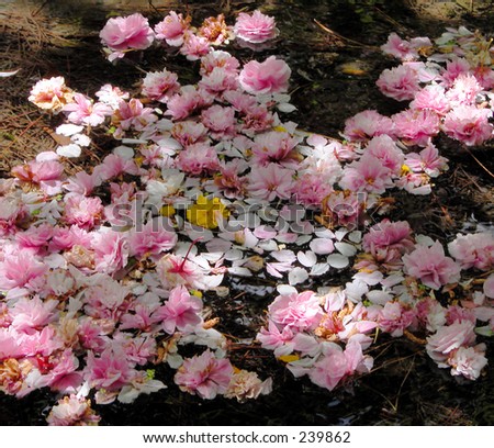 Cherry blossoms petals in a puddle