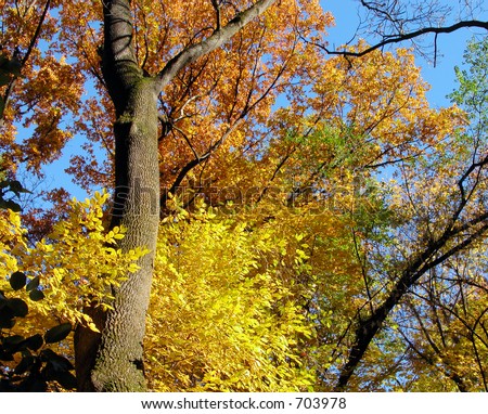 Beautiful and colorful  view of some autumn trees.