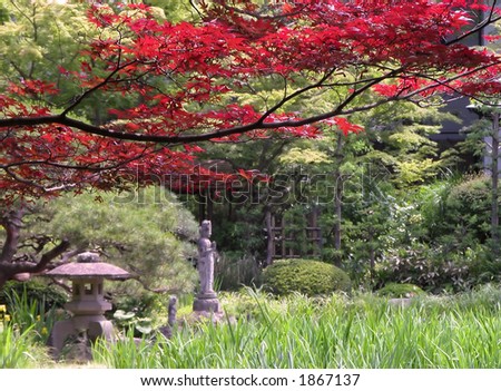 Early autumn colors in a Japanese garden. Selective focus on the maple leaves, the green background is out of focus. (Rinoji Temple, Sendai,Japan)