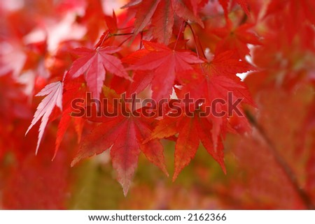 Abstract natural pattern generated by the red autumn maple leaves.