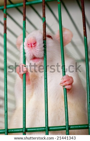 Funny looking rat staring through cage rods