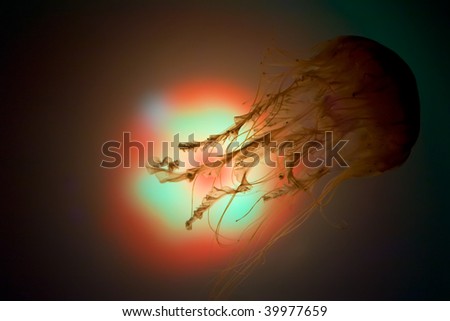 Jellyfish glowing in the dark underwater environment
