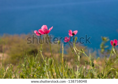 Spring flowers over blue, Black Sea coast background