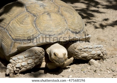 a turtle with fuerteventura island