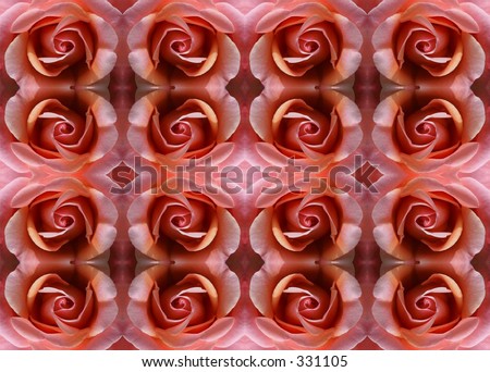 blooming rose wallpaper