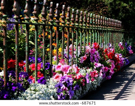 flowers & wrought iron fence