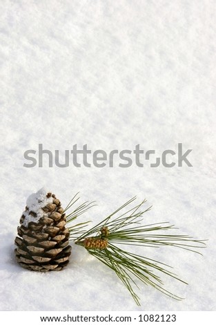 Pine cone in the snow