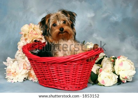 Yorkie Puppy in a red basket with flowers