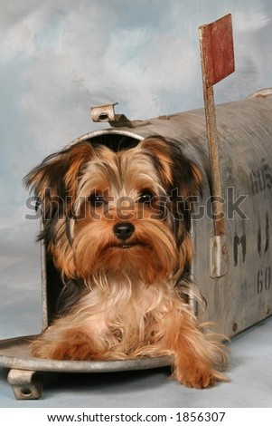 Yorkie Puppy in mail box