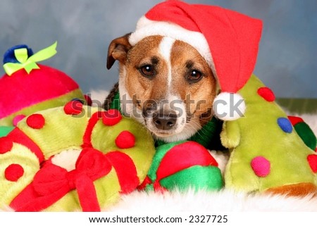 Small dog with Santa hat on, surrounded by toys