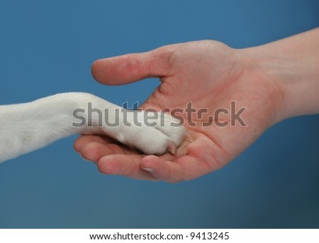 Dogs paw and human hand