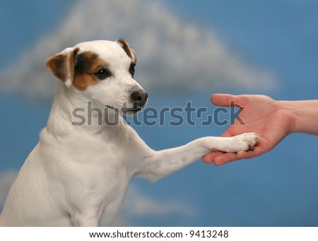 Cute Jack Russell Dog shaking hands with person