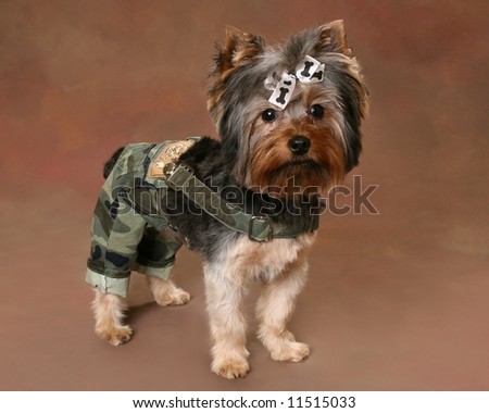 Yorkshier Terrier dressed in camouflage pants