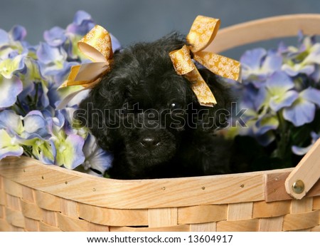 adorable poodle puppy in basket of flowers