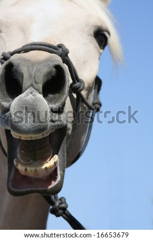 closeup of horse\'s nose and teeth