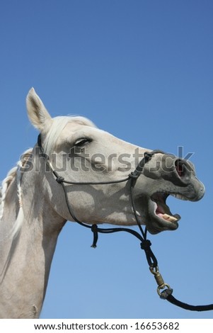 head shot of horse with it\'s mouth open with copy space above head