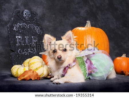 adorable little dog in halloween costume with pumpkins