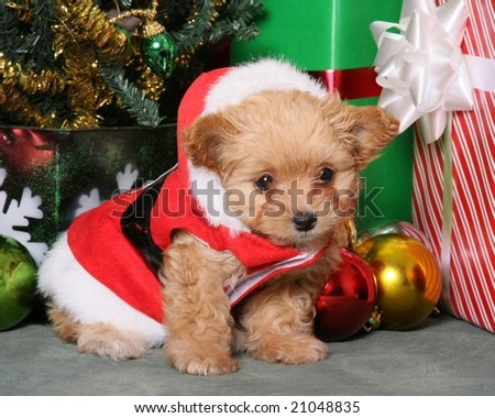 Adorable puppy in Santa suit with presents