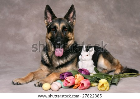 Beautiful German Shepard Dog with Easter Bunny Tulips and Eggs